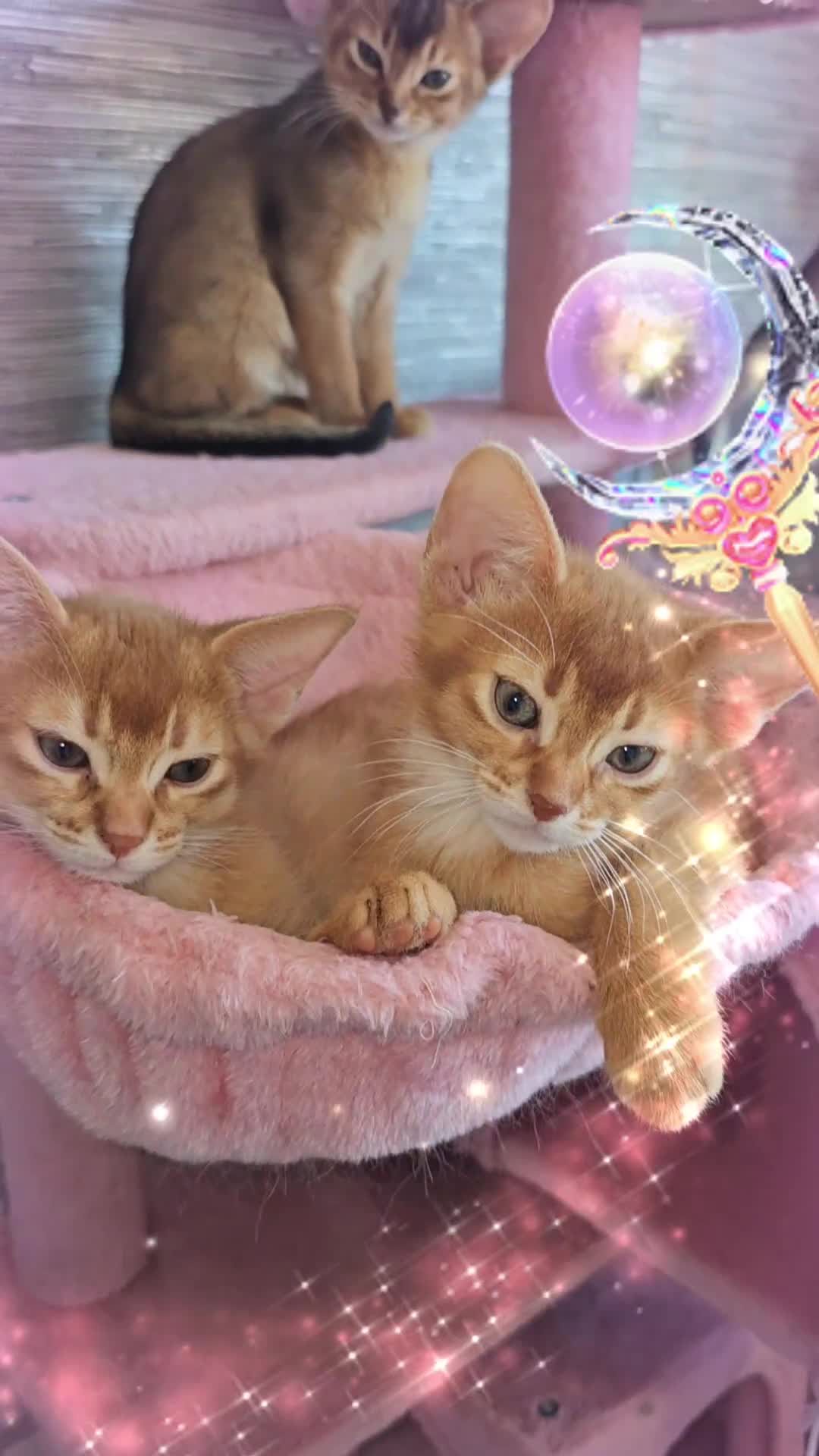 Abyssinian cats for sale: Beautiful Pedegree  Aby kitten  2 left in Dagenham - Video 3