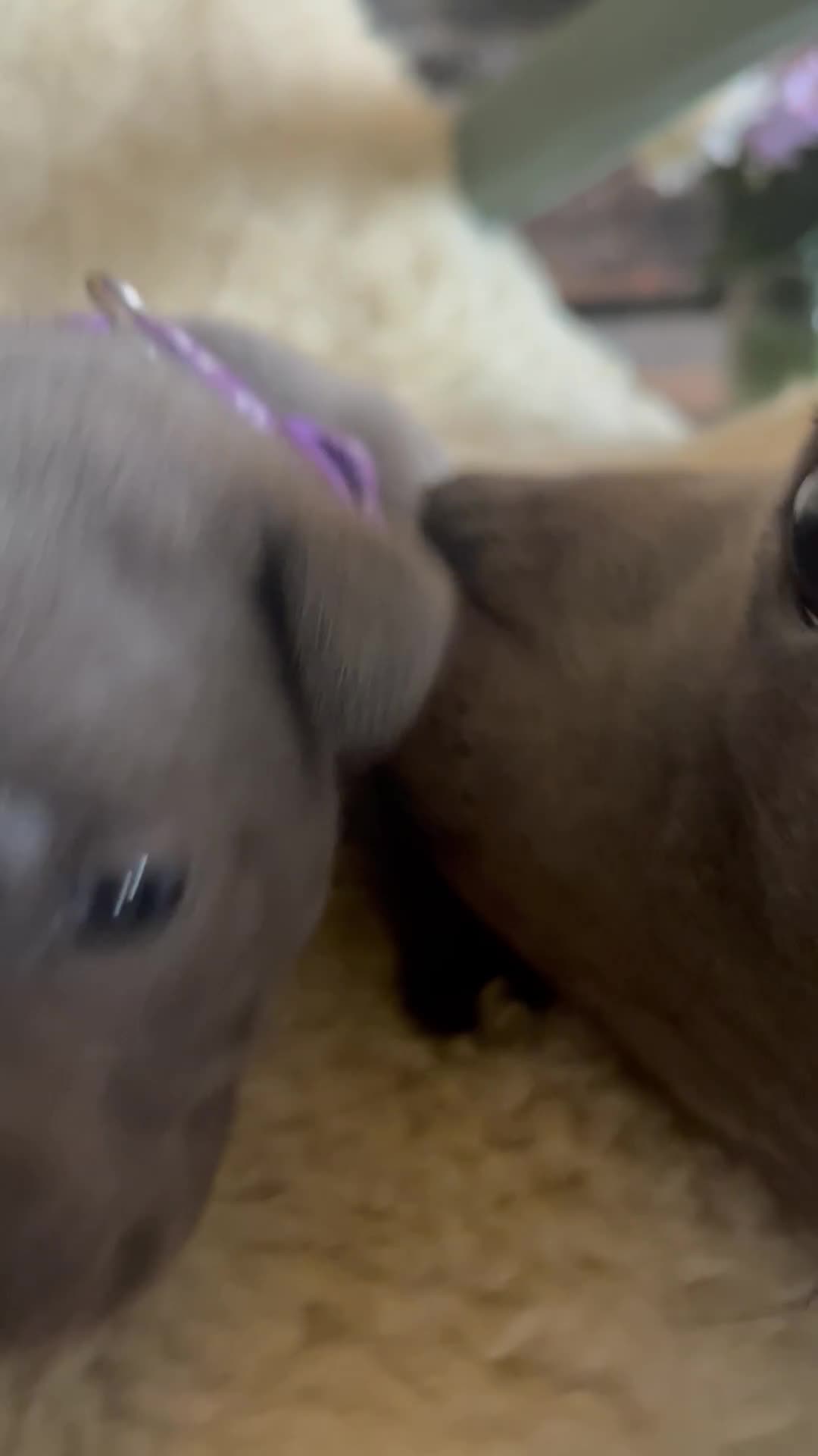 Staffordshire Bull Terrier dogs for sale: Beautiful Blue KC Registered Staffy Pups for sale - Video 1