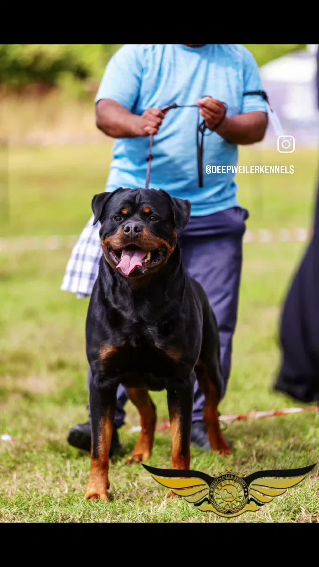 Rottweiler dogs for stud: SUPERB TOP QUALITY KCROTTWEILER FOR STUD **(ACE)** - Video 1