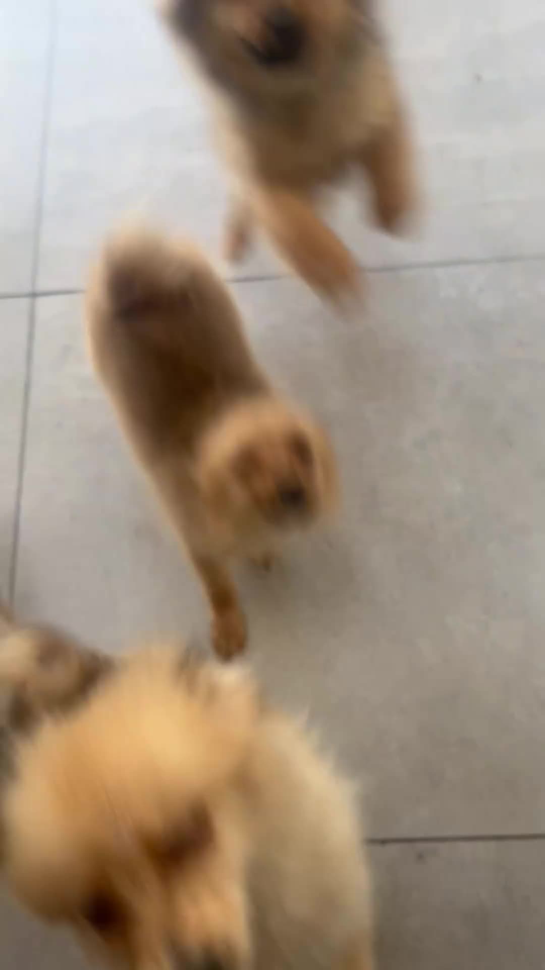 German Spitz dogs for sale: Now All Pup Have Been Reserved - Video 4