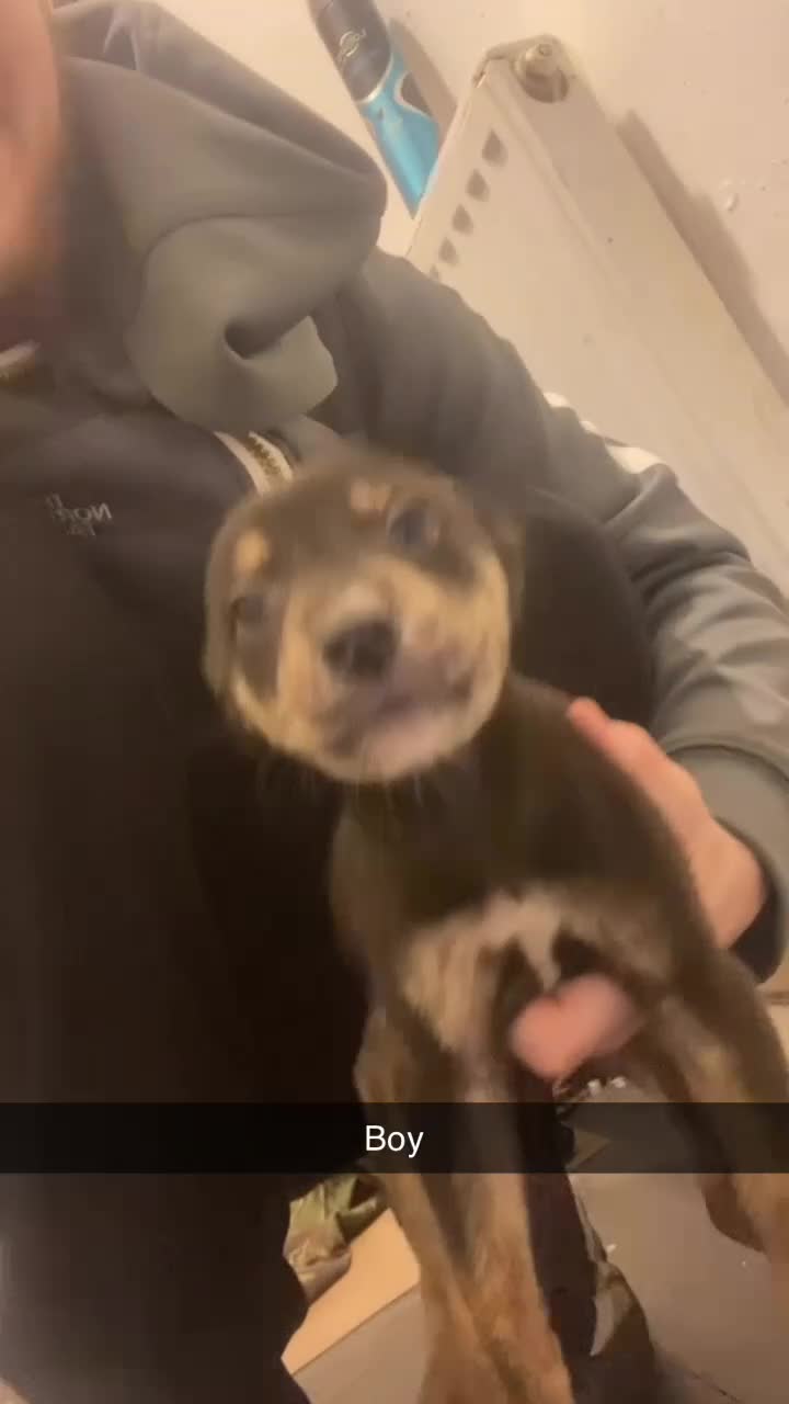 Mixed Breed dogs for sale: Whippet x  greyhound puppies - Video 3