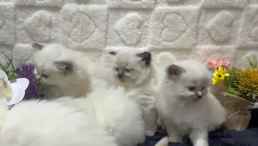 Ragdoll cats for sale:  Exceptional GCCF Registered Ragdoll Kittens   - Video 5
