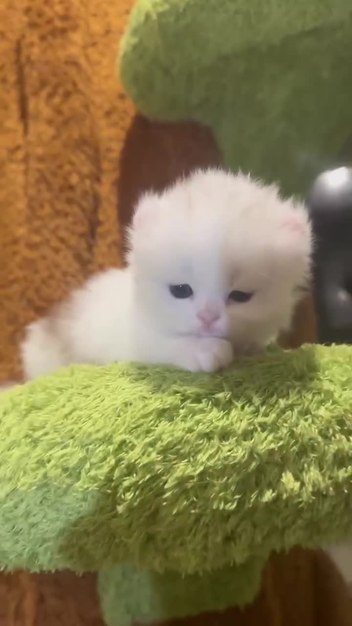 Munchkin cats for sale: Toooop level Super stunning & rare Minuet - Video 1