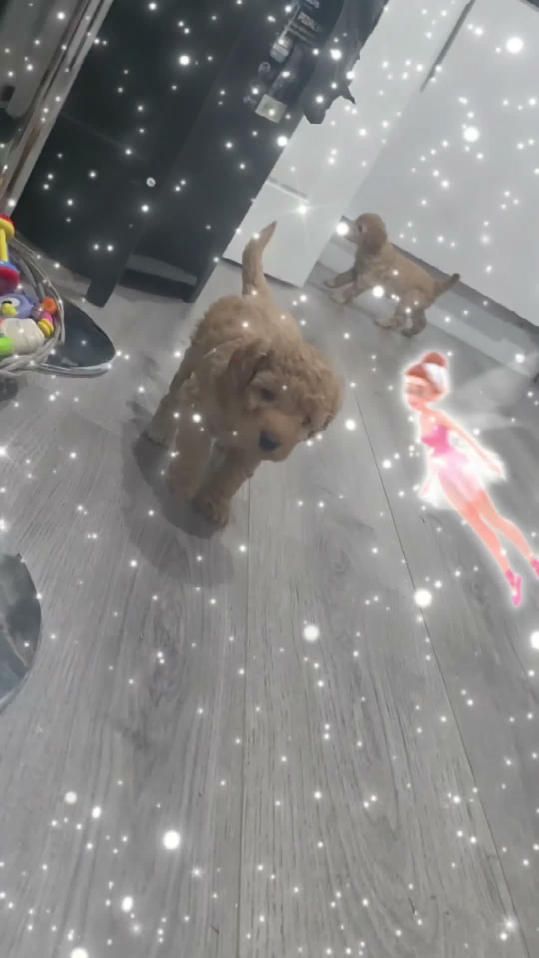 Cockapoo dogs for sale: 🌟🌟 5 star homes required 🌟 🌟  - Video 2
