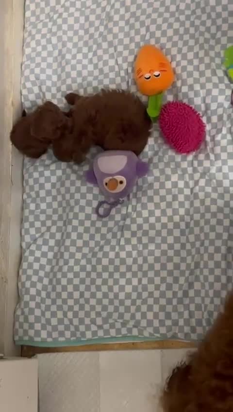 Poodle dogs for sale: Stunning Asian poodle for sale 🤩 - Video 3