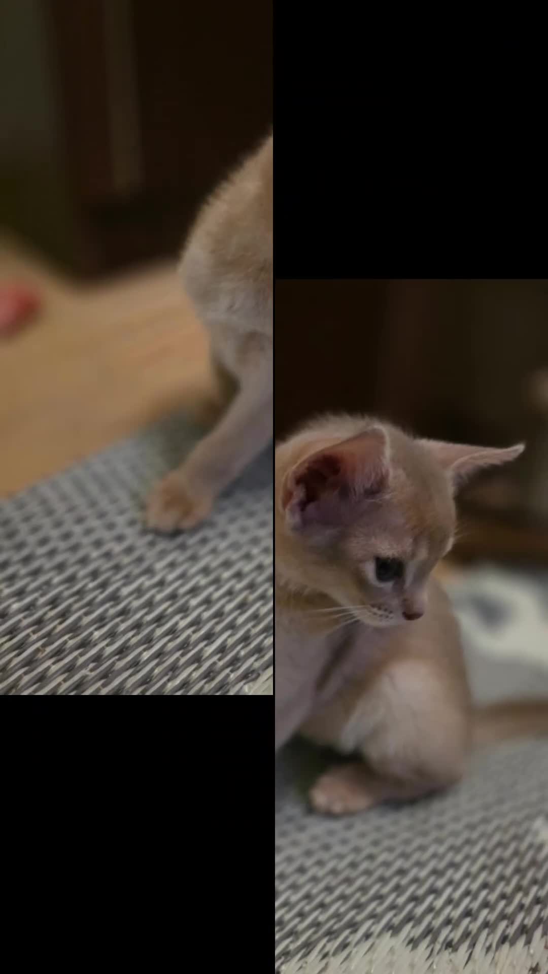 Abyssinian cats for sale: Beautiful Aby kitten  - Video 1