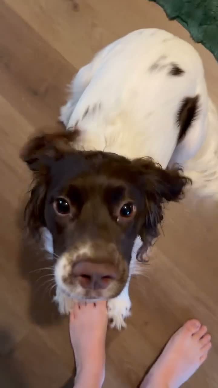 English Springer Spaniel dogs for sale: Springer spaniel 2 years old girl.  in Peterborough - Video 1