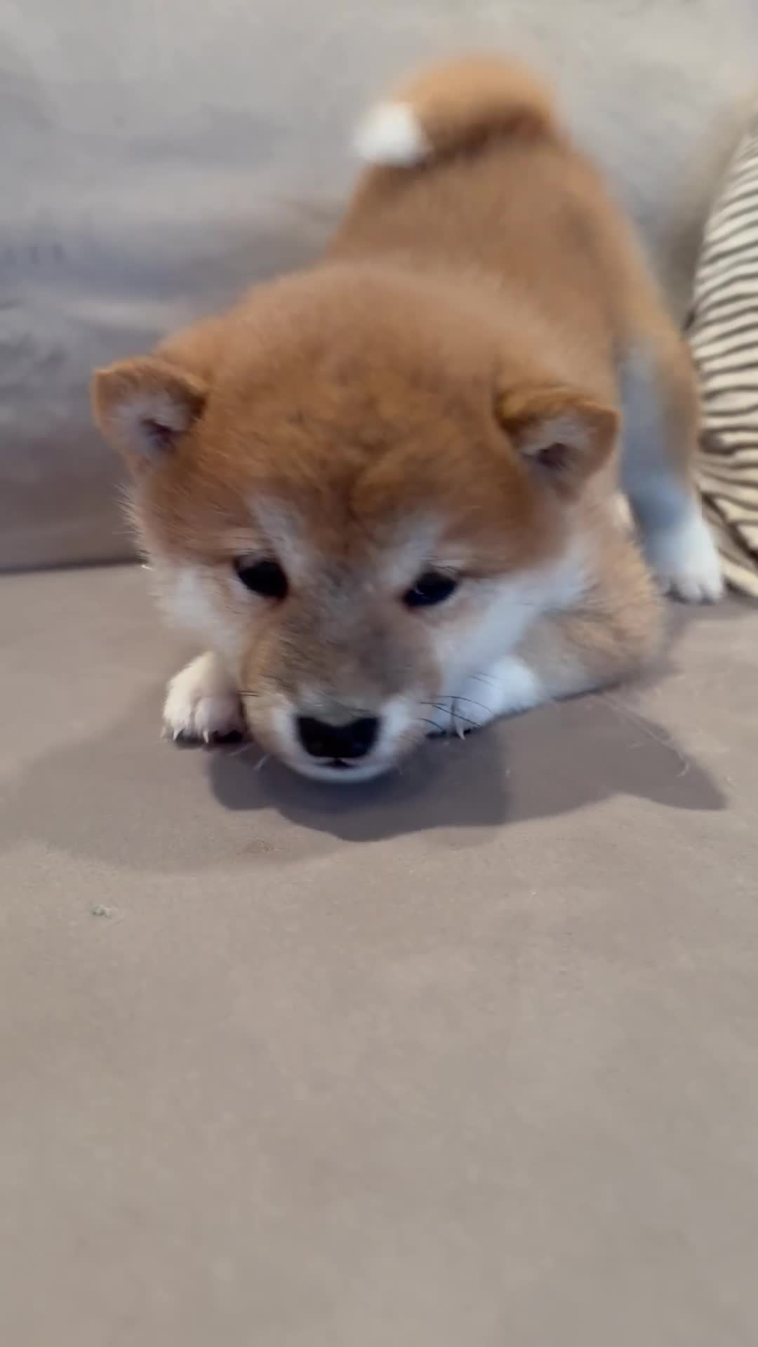 Japanese Shiba Inu dogs for sale: Health Tested Japanese Shiba Inu Puppies  - Video 1