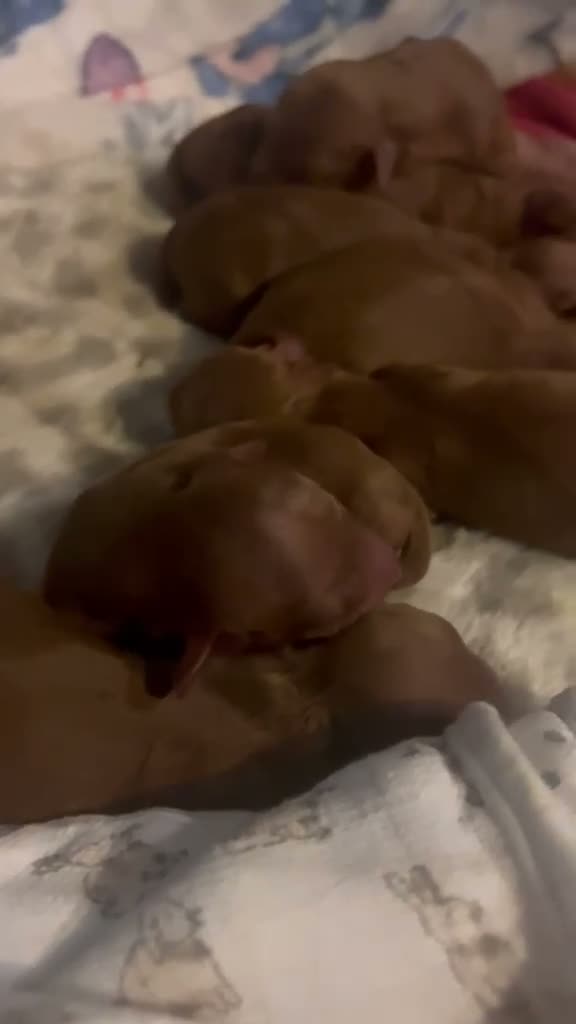 Cockapoo dogs for sale: Cockapoo - Video 1