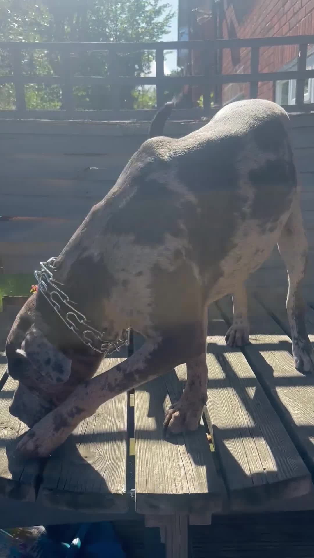 Cane Corso dogs for sale: Zeus Mastiff  - Video 3