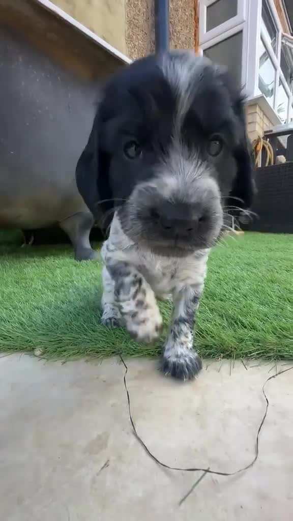 Cocker Spaniel dogs for sale: 🐾 Beautiful Cocker Spaniel Puppies 🐾 - Video 1