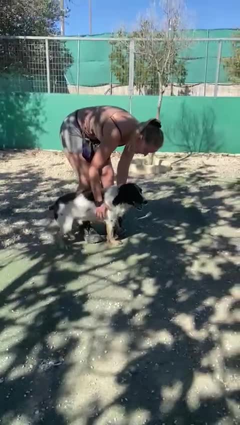 English Springer Spaniel dogs for adoption: Lazar - Very special spaniel seeks special home - Video 3