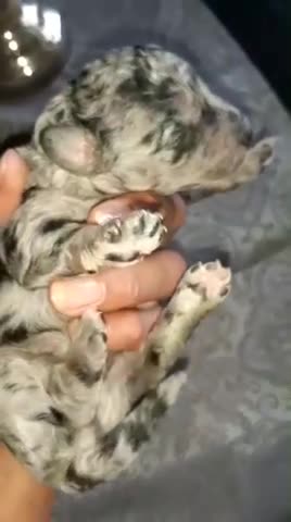 Miniature Poodle dogs for stud: Miniature poodle blue merle for stud in Bradford - Video 1