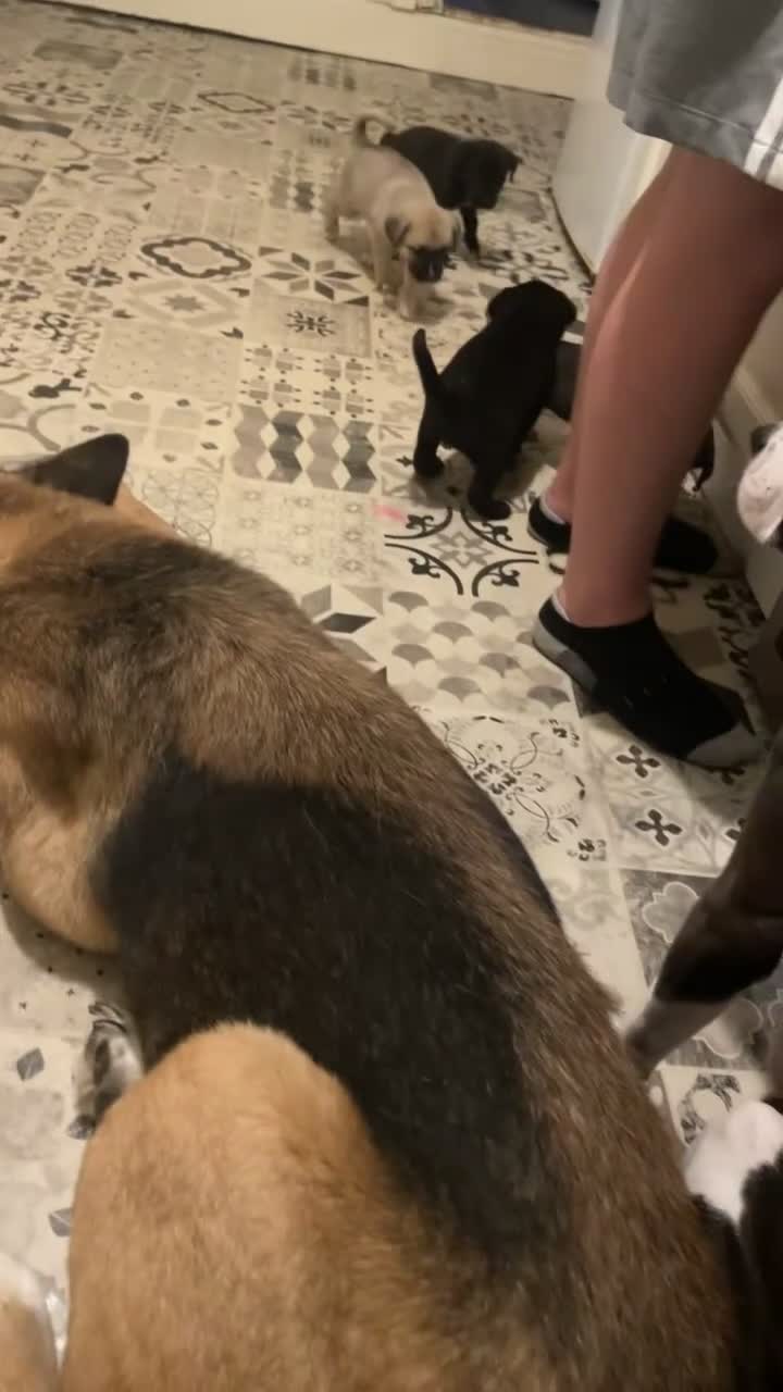 Mixed Breed dogs for sale: 4 Beautiful Akita X Staff pups 3 Male 1 Female in Grimsby - Video 1