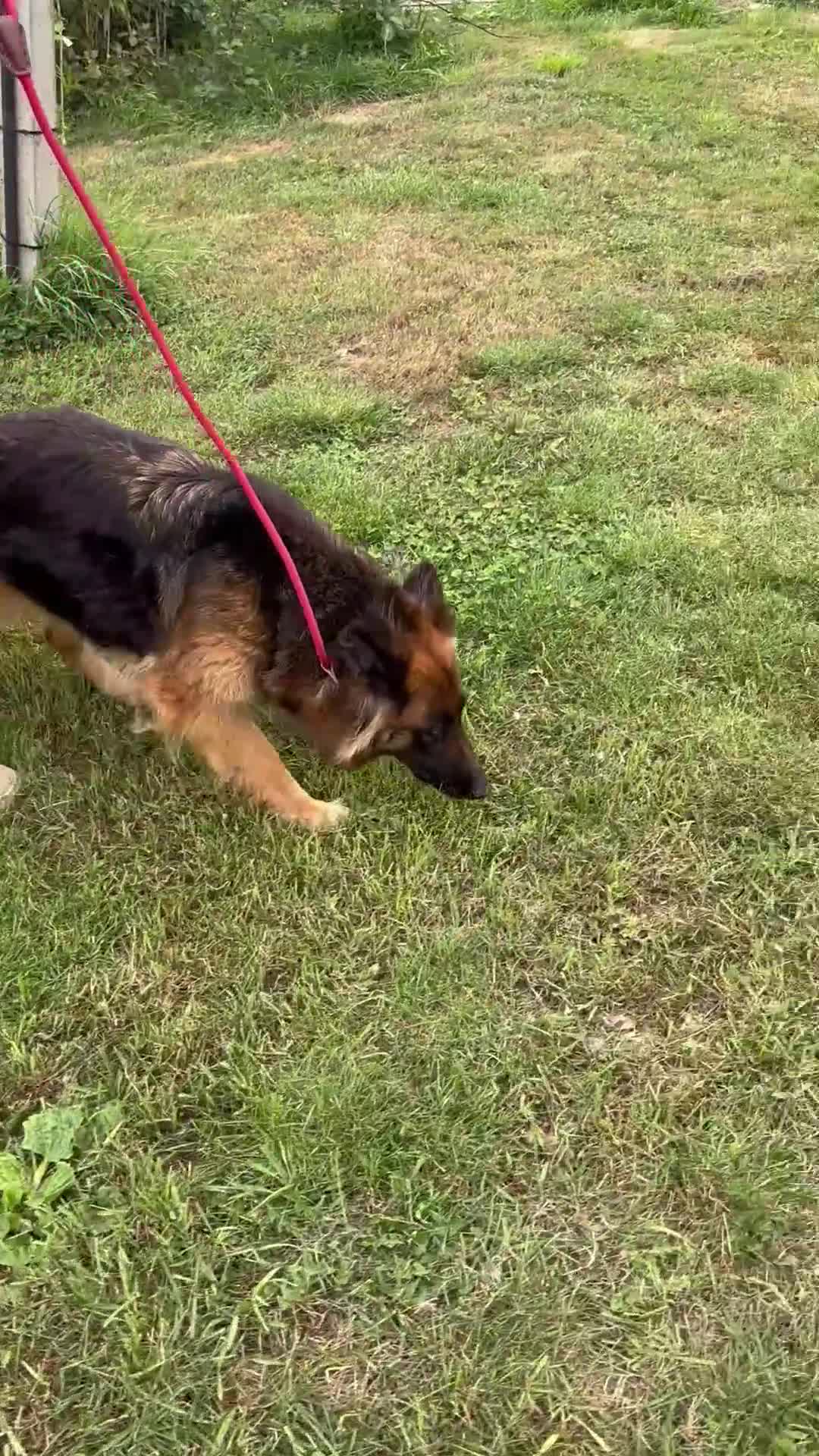 German Shepherd dogs for sale: German Shepherd KC Female  - Video 1