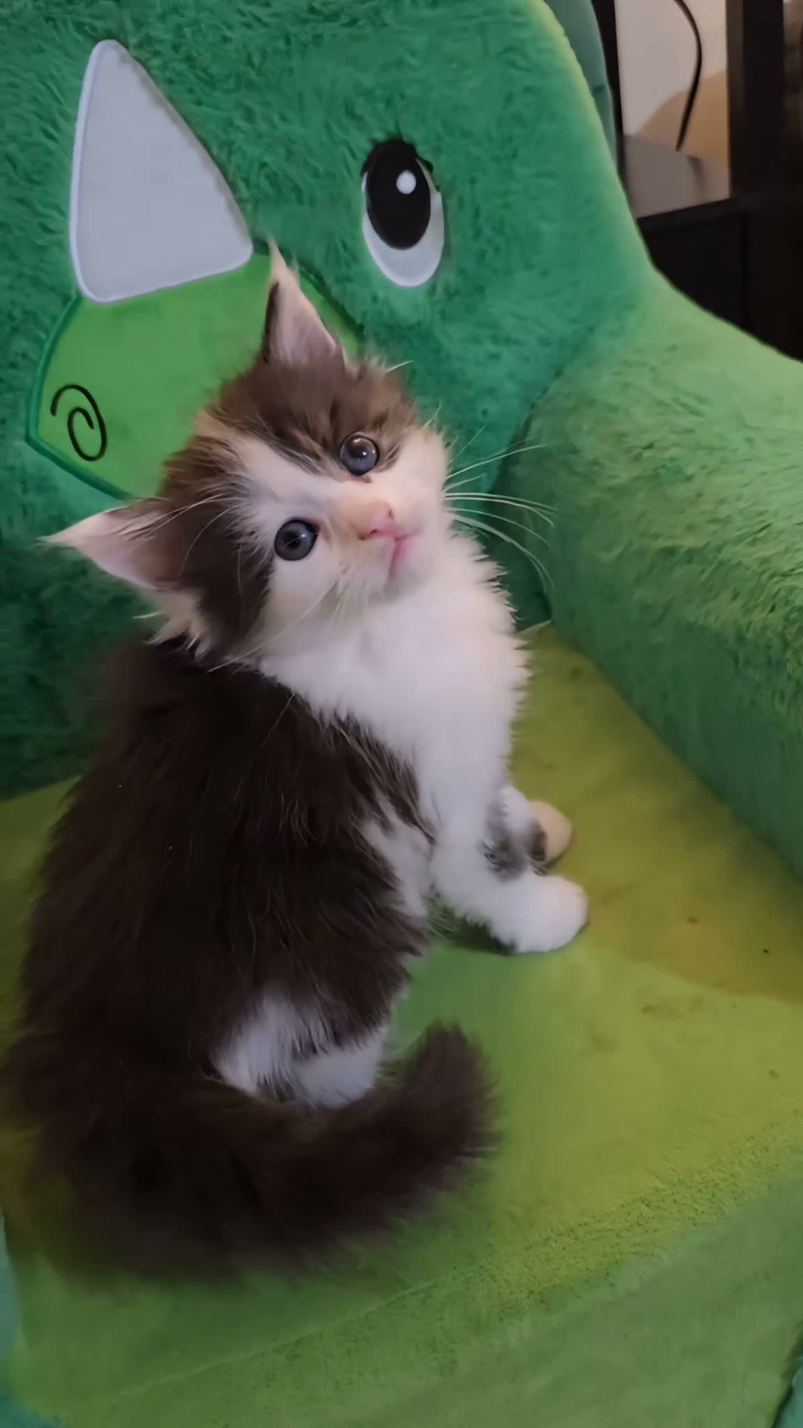 Maine Coon cats for sale: Maine Coon  - Video 1