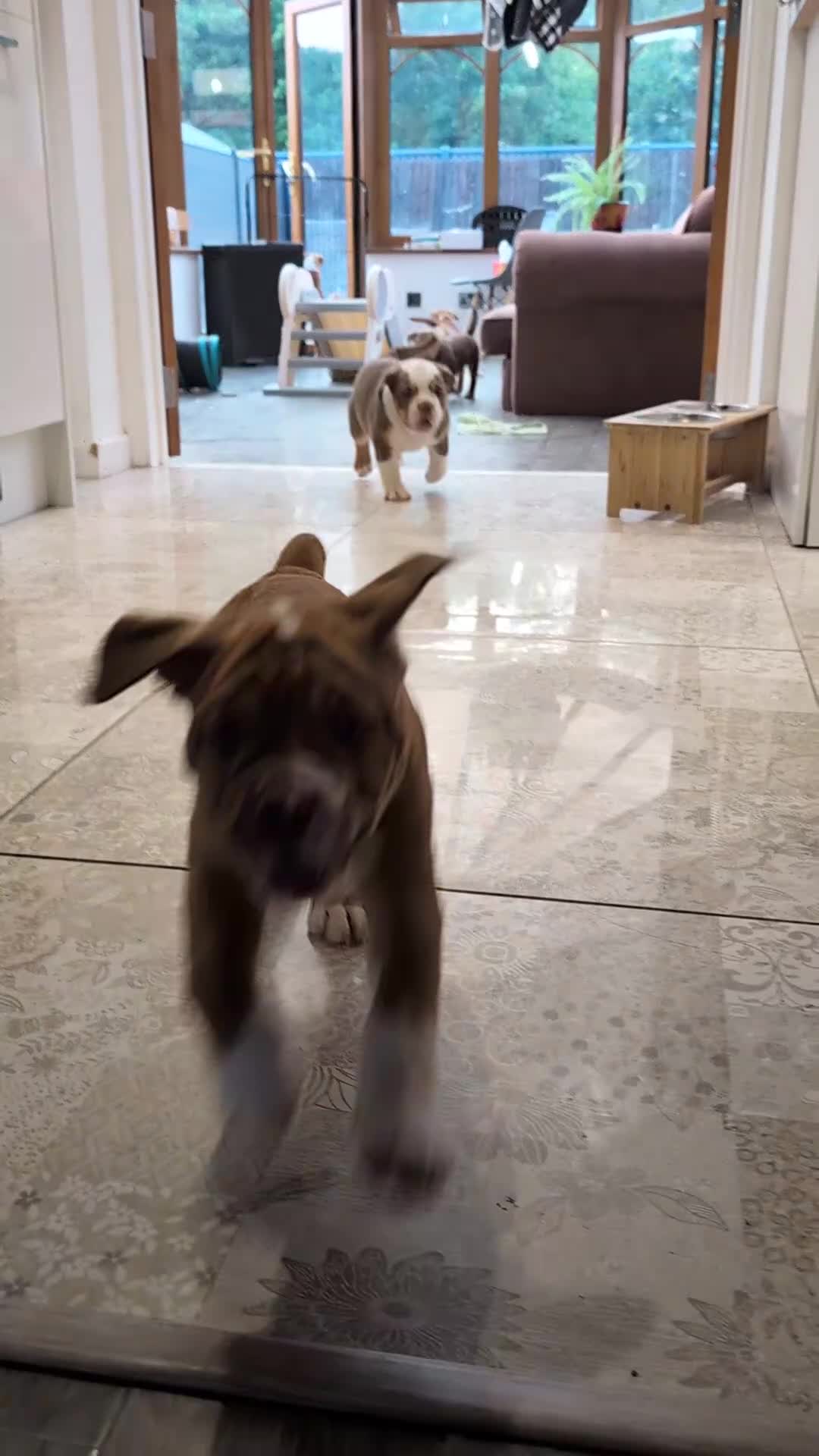Olde English Bulldogge dogs for sale: READY TO GO, 5 left! - OEB Puppies NEBBR ✅ 3rd Gen - Video 4