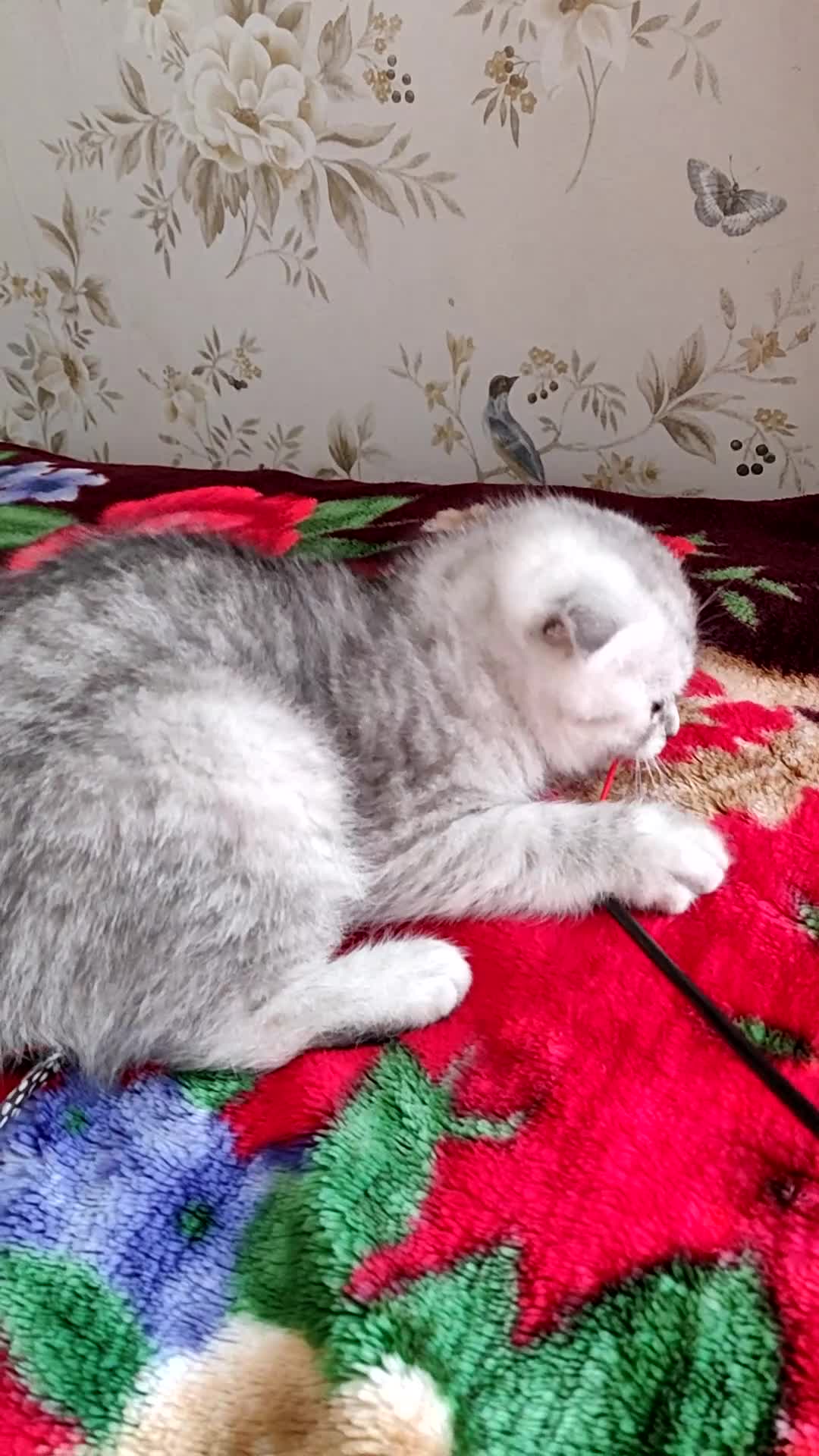 Scottish Fold cats for sale: Scottish Fold kitten  - Video 3