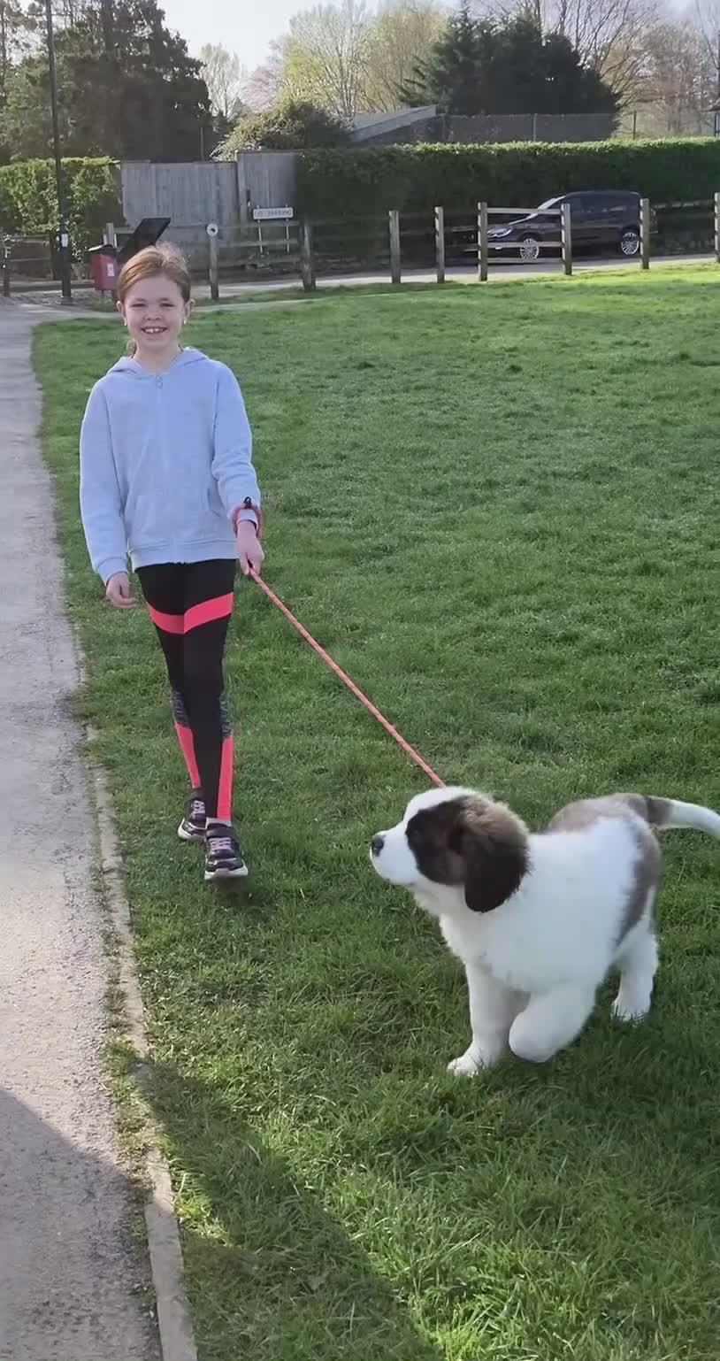 Saint Bernard dogs for sale: St B girl from HIP & ELBOW tested parents  - Video 1