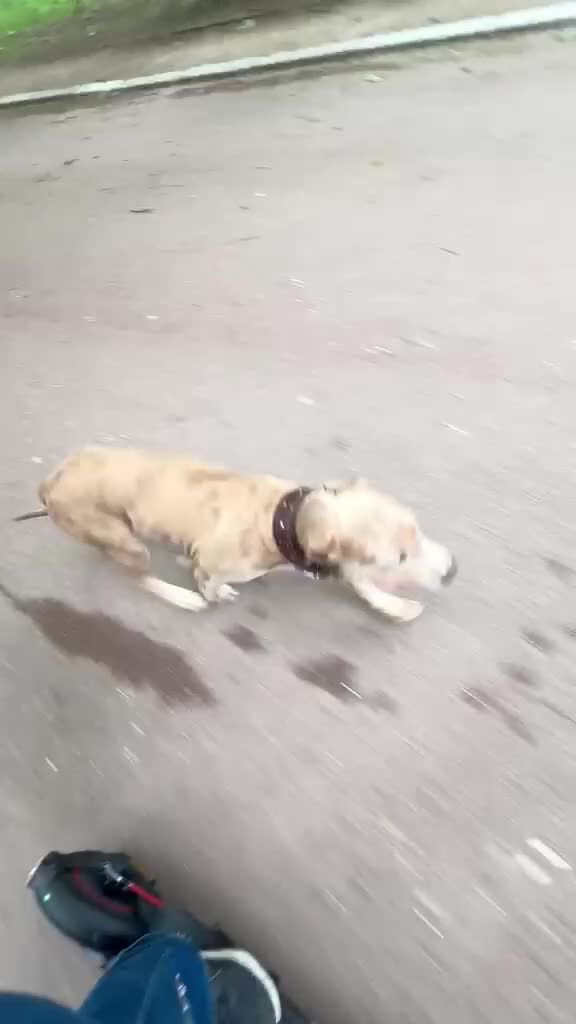 Mixed Breed dogs for sale: Mixed Breed Amazing Pup 6 Months Old - Video 4