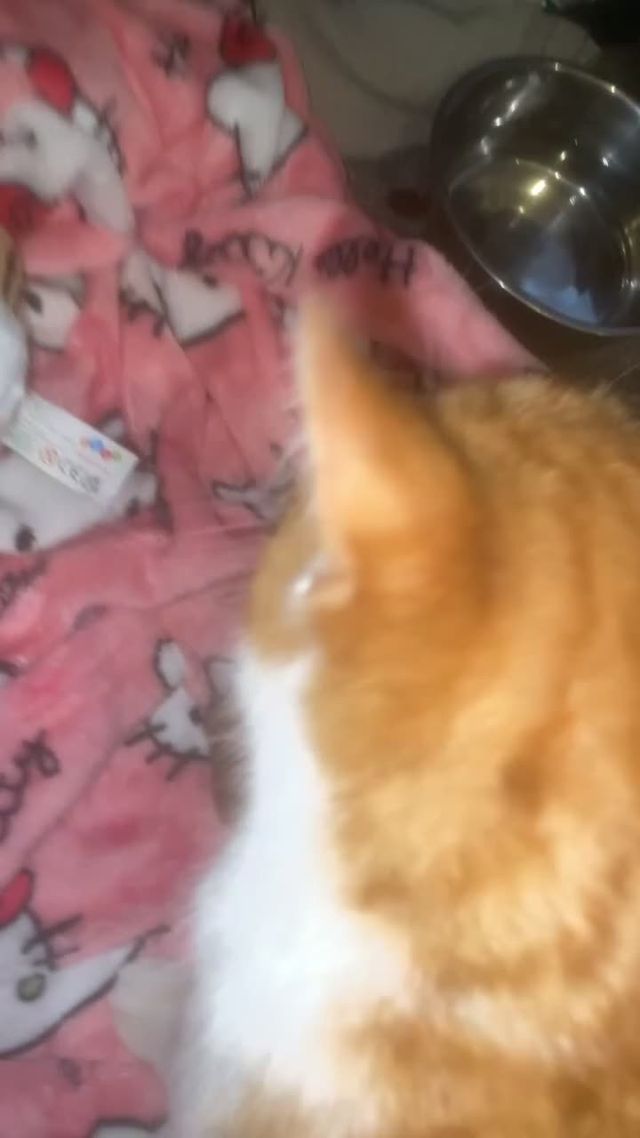 British Shorthair cats for sale: 3 kittens, just born in Sandbach - Video 1