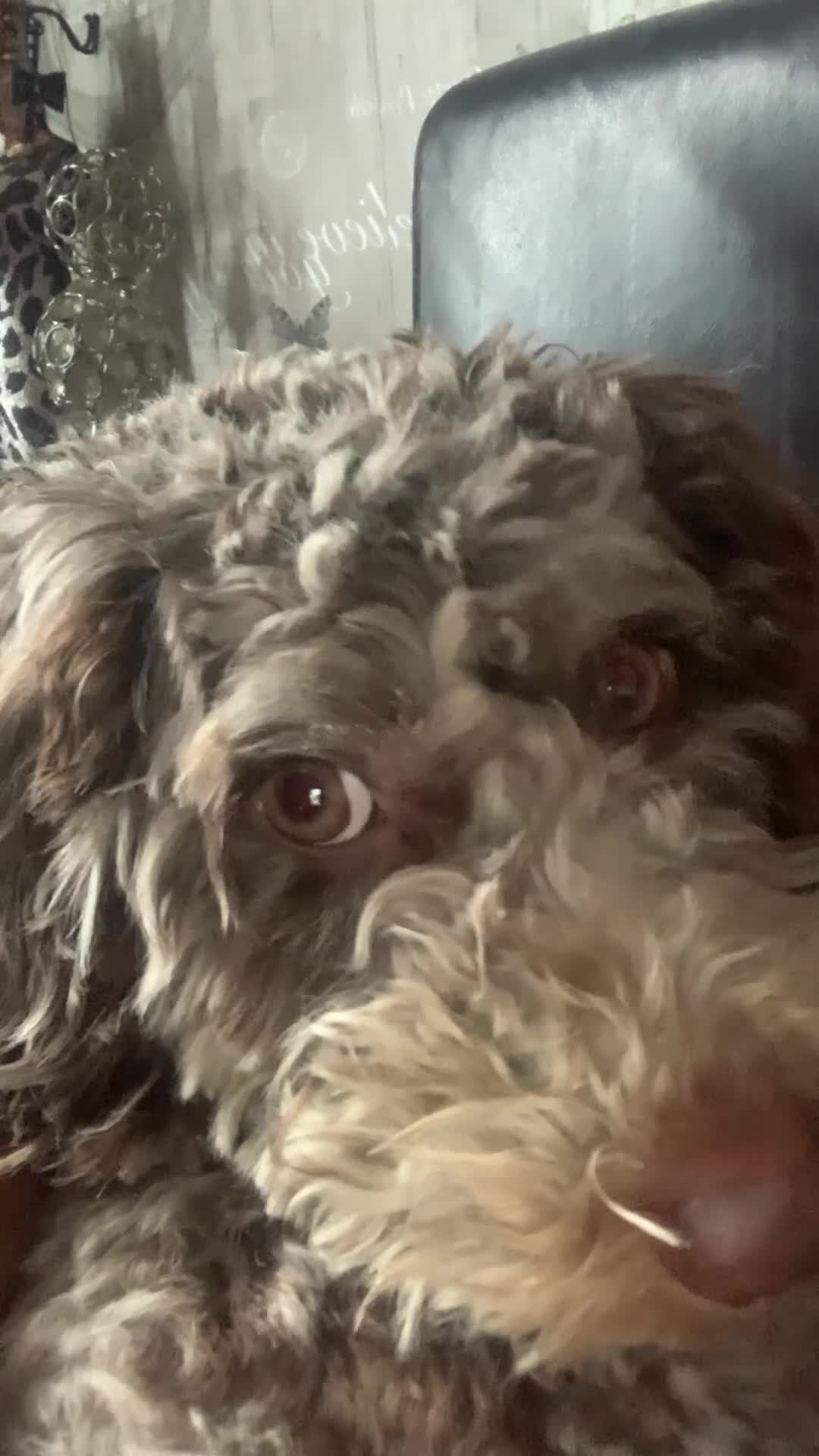 Cavapoo dogs for sale: Twinkle  - Video 1