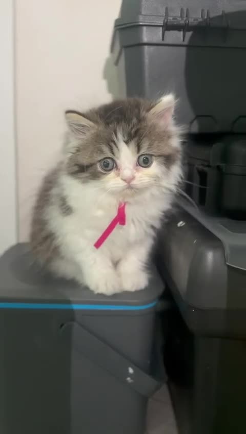 Persian cats for sale: Taking bookings for next litter  - Video 1