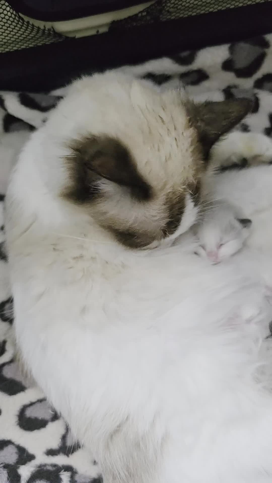 Ragdoll cats for sale: Ragdoll kittens😻🩵💜4 Girls and 1 Boy🙀 - Video 3