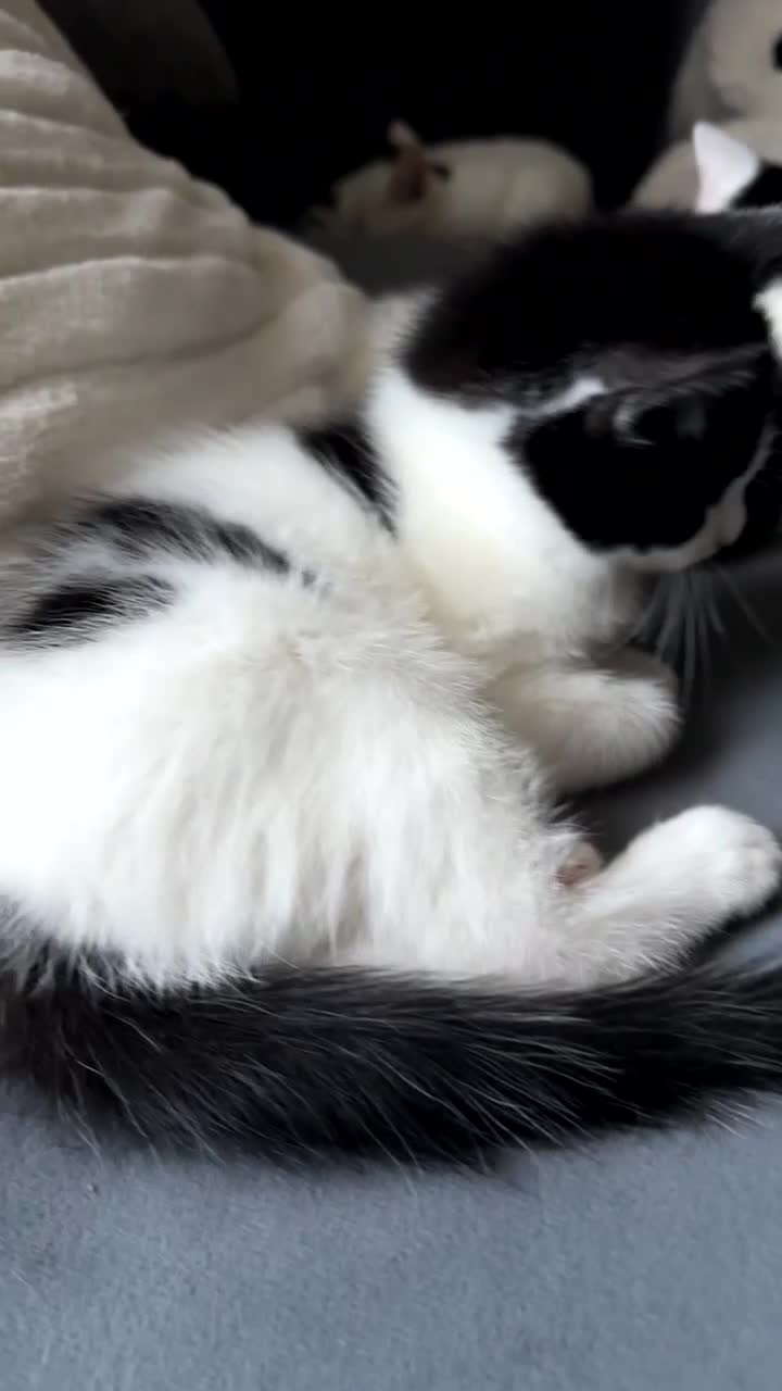 British Shorthair cats for sale: Loving Kittens ready to go  - Video 1