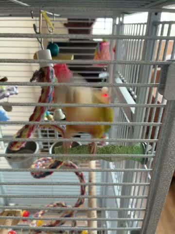 Conures birds for sale: 2 conures one is male other not sure  - Video 1