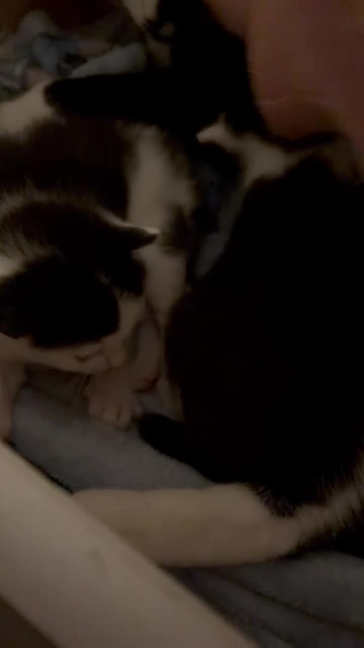 Domestic Shorthair cats for sale: White and black male kitten - Video 1