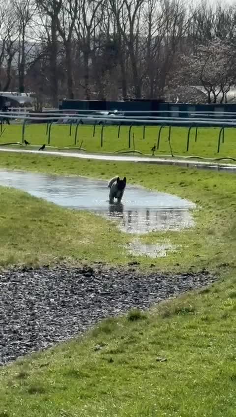 Akita dogs for stud: American akita proven stud  - Video 2