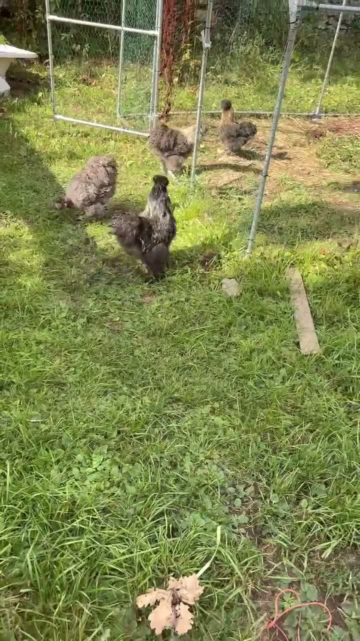 Chickens poultry for sale: 2 Silkie Cockerals  in Milnthorpe - Video 1