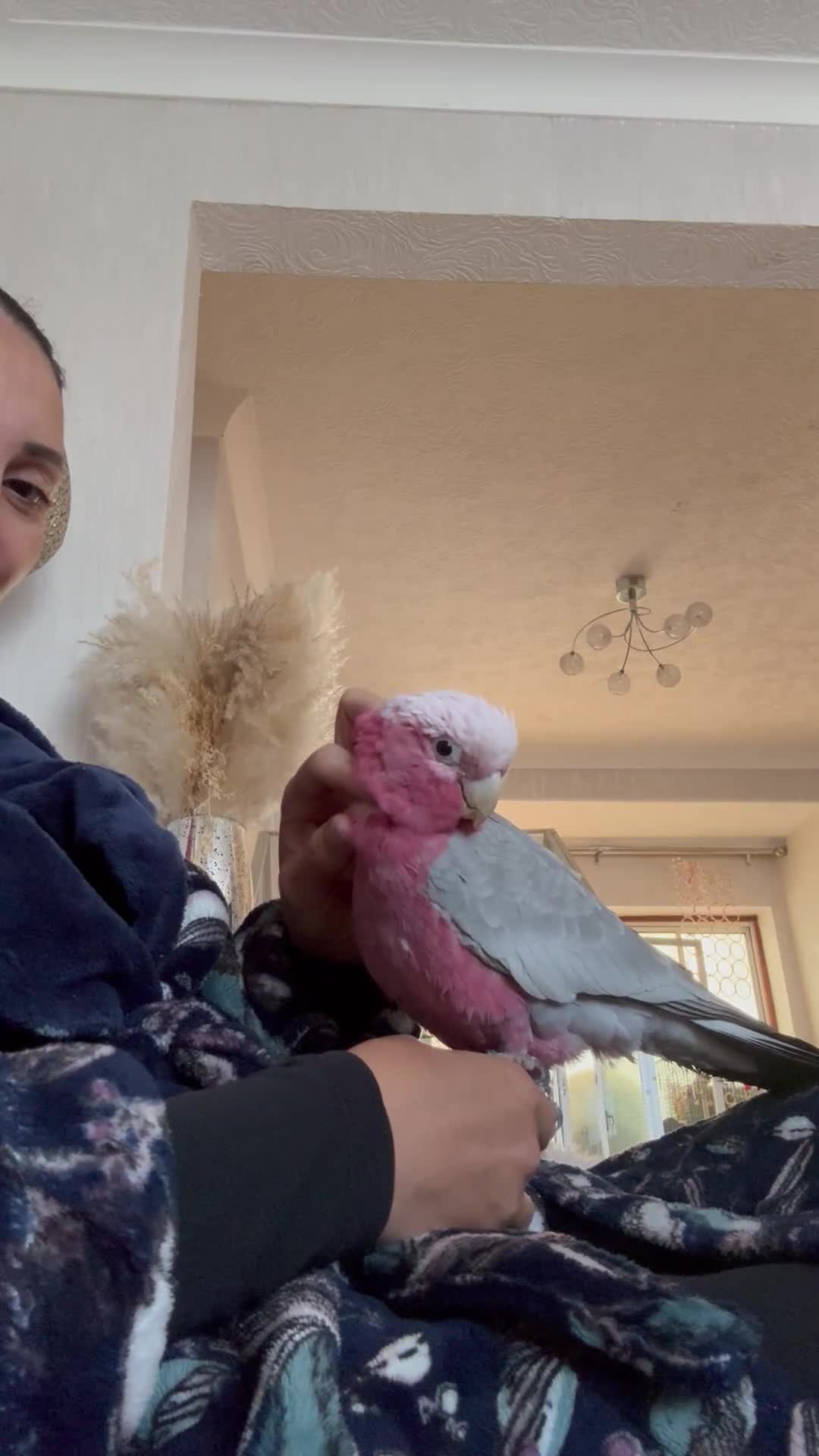 Cockatoo birds for sale: baby galah cockatoo - Video 4