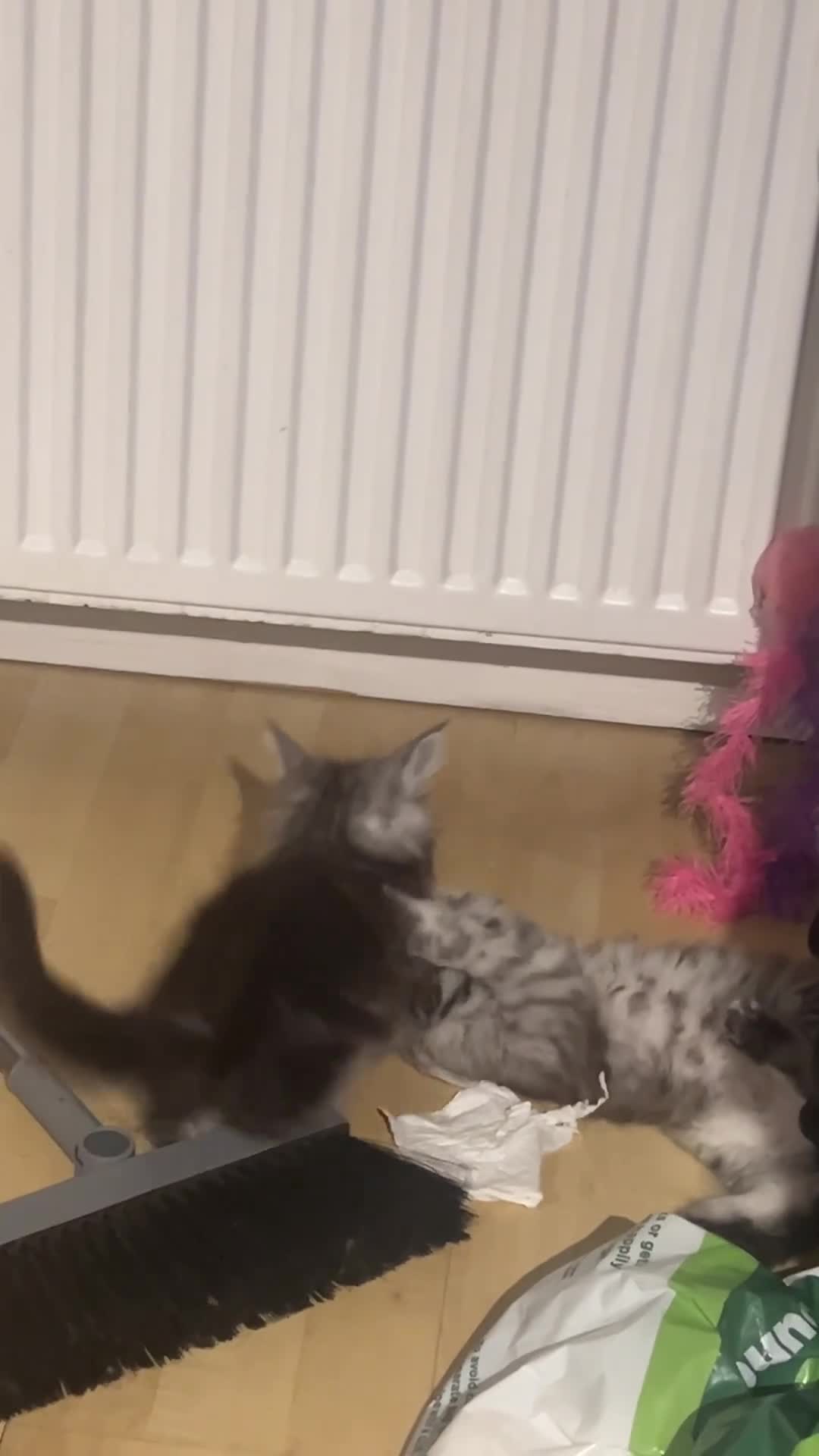 Maine Coon cats for sale: Maine coon kittens for sale  in Leeds - Video 2