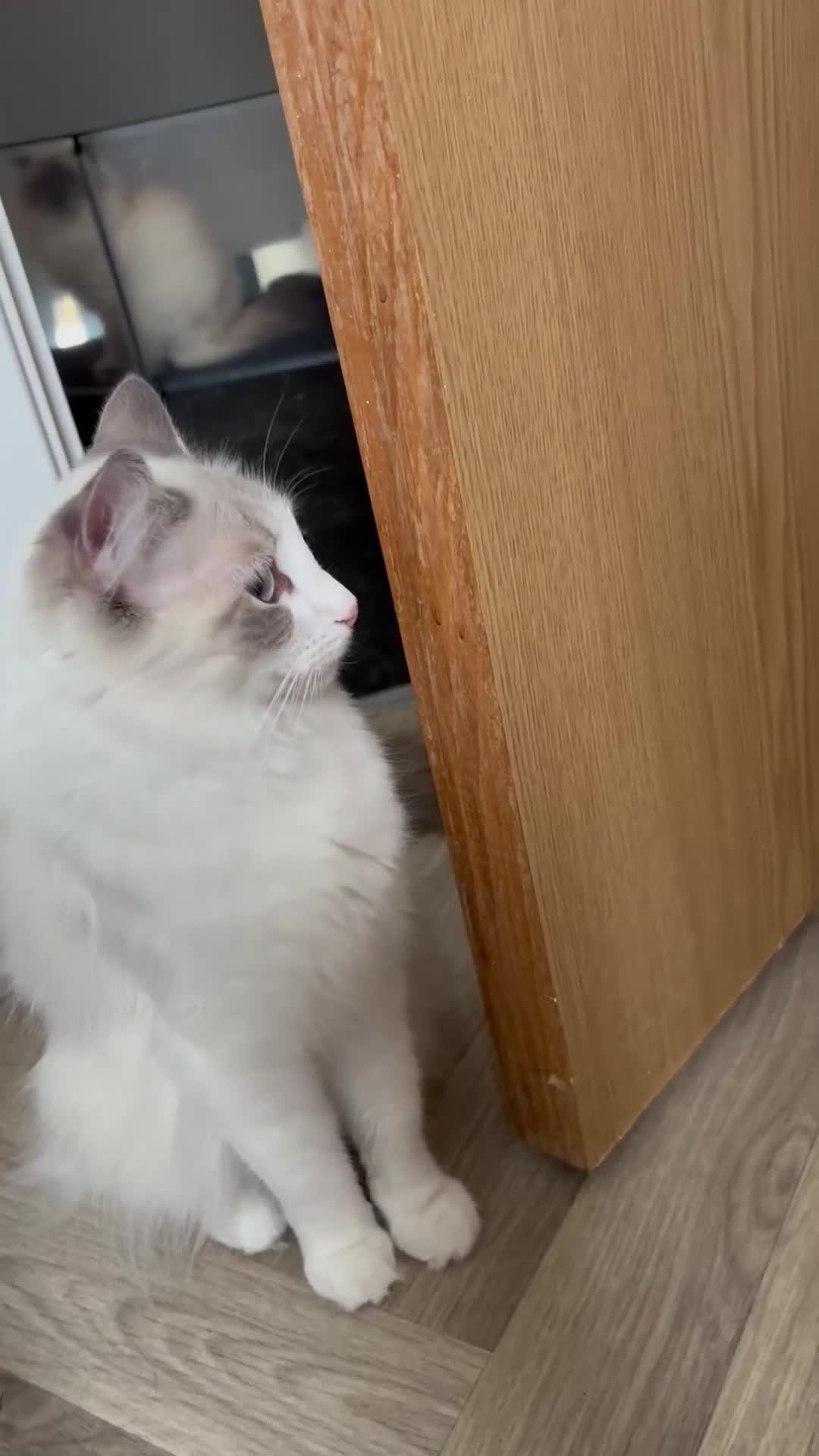 Ragdoll cats for sale: Girl ragdoll kittens  - Video 3