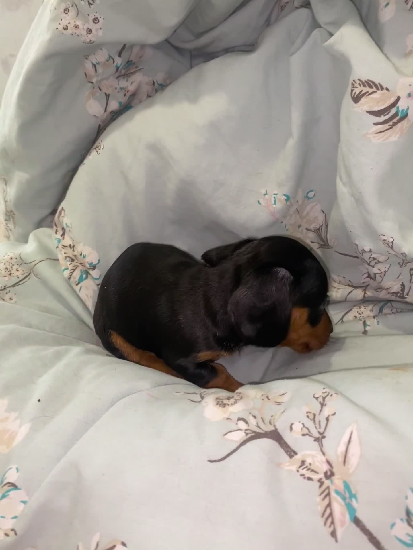 Miniature Dachshund dogs for sale: Stunning Miniature dachshund puppy’s   in Kettering - Video 1