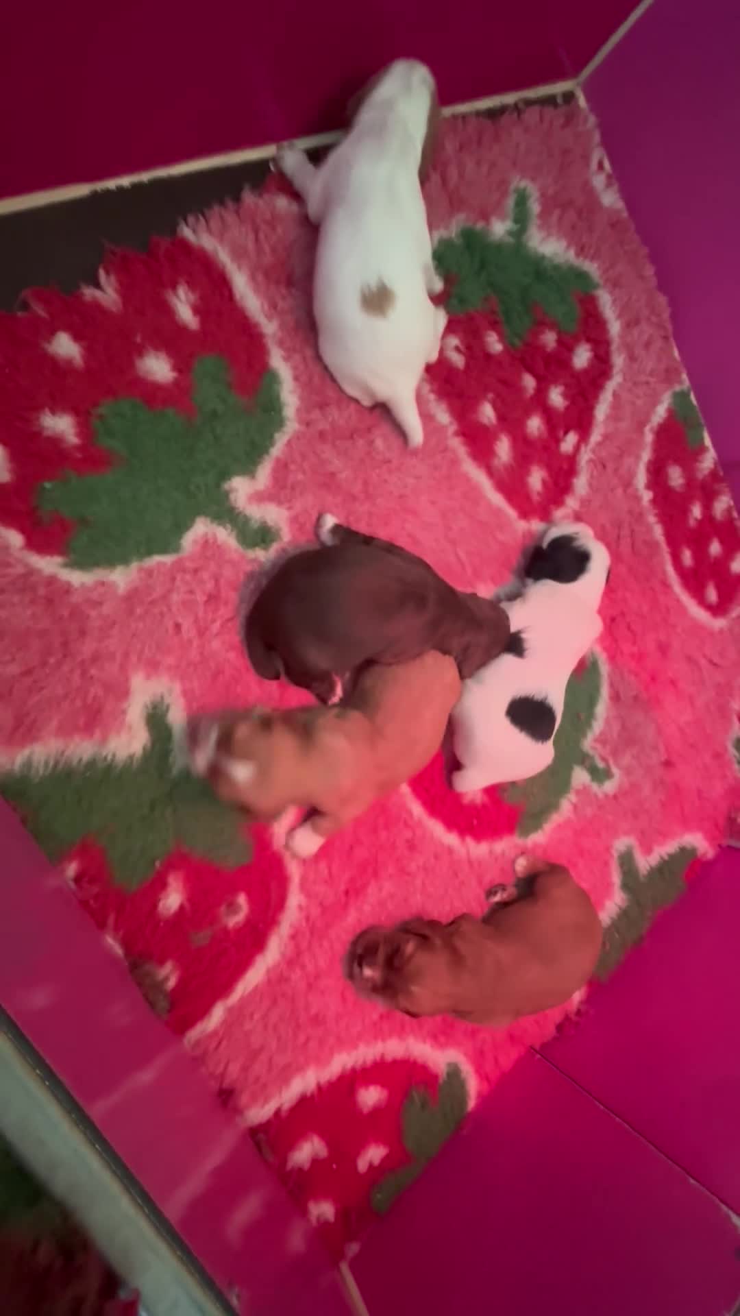 Cocker Spaniel dogs for sale: Stunning working cocker spaniel  - Video 1