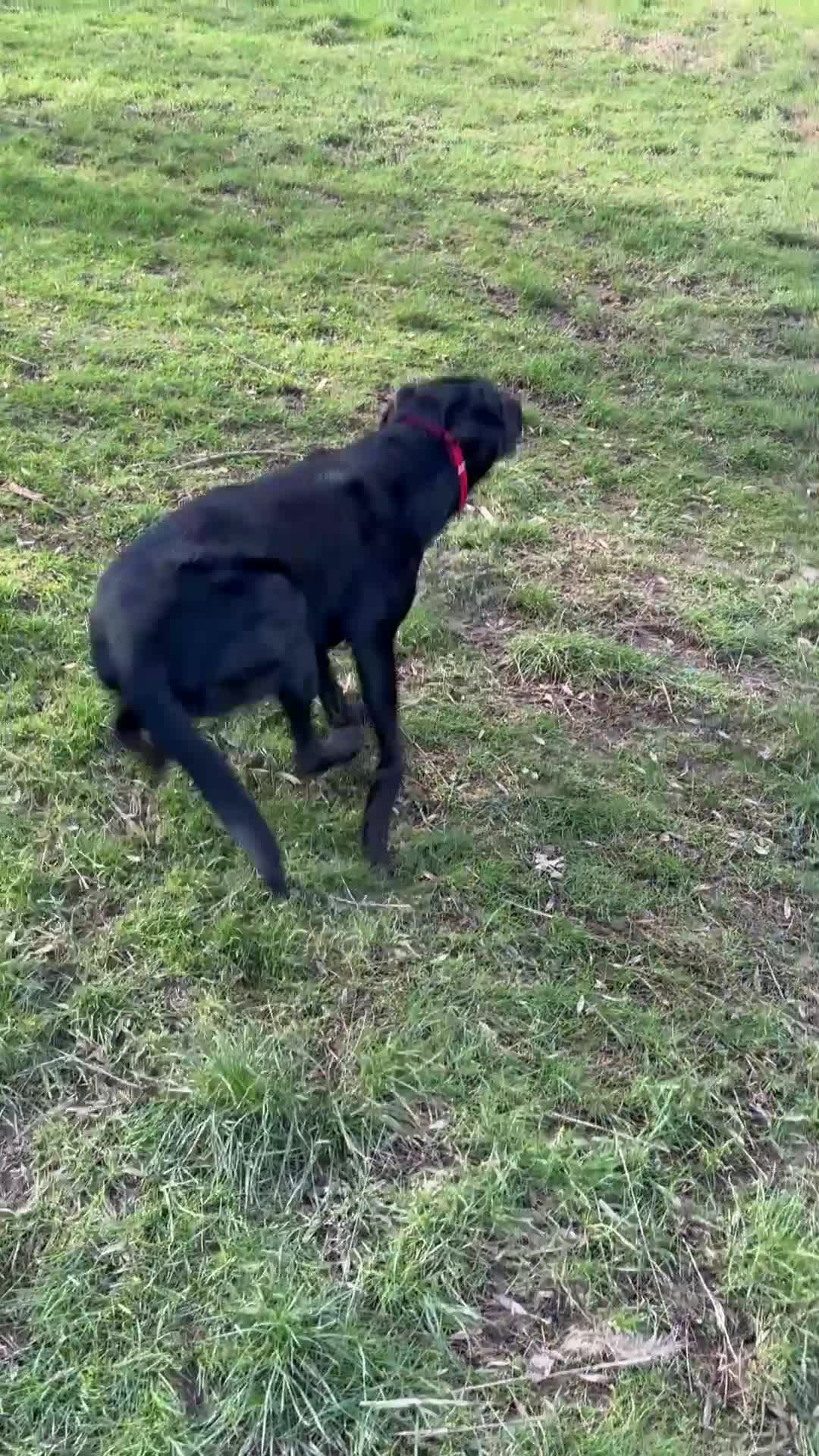 Labrador Retriever dogs for sale: Black Labrador Retriever Male in Nottingham - Video 1