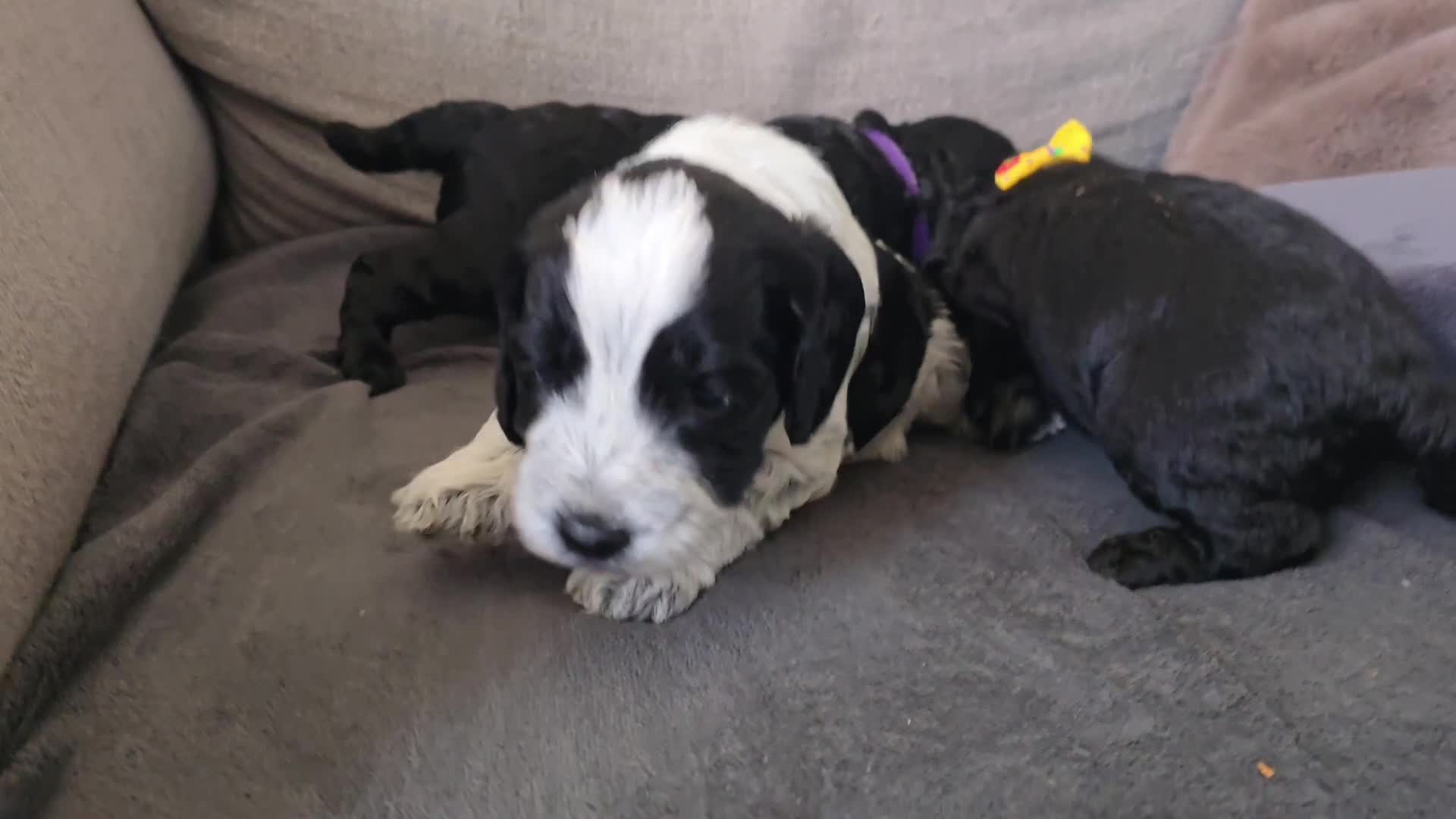 Cockapoo dogs for sale: Cockapoo Puppies Extensive Health Tested - Video 2