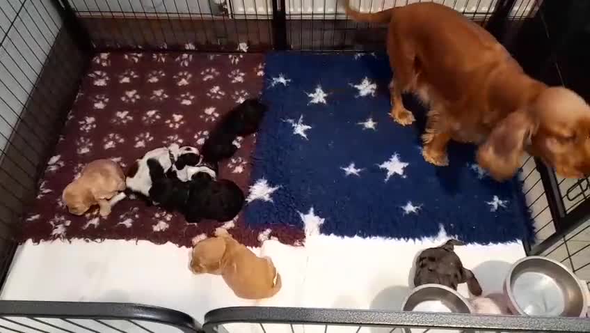 Cockapoo dogs for sale: Stunning F1 Cockapoos Available - Video 1