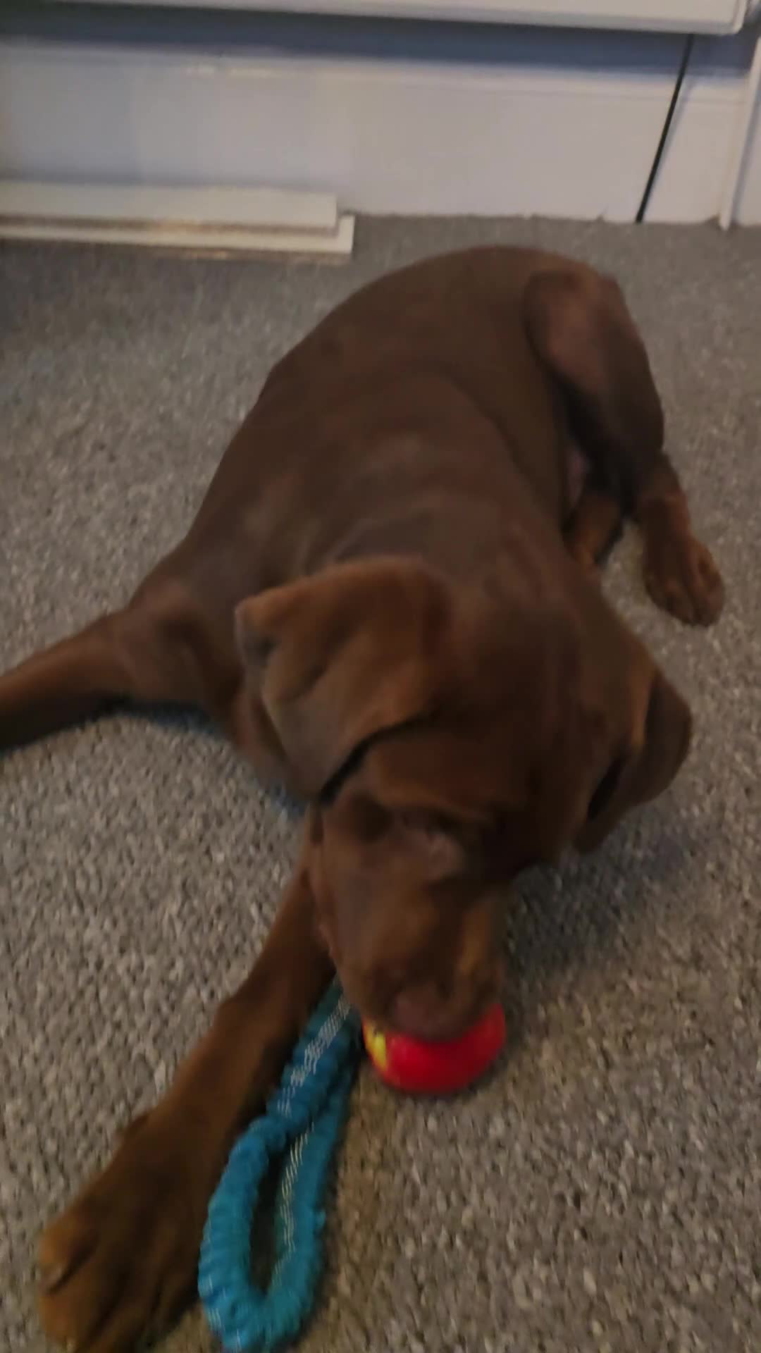 Labrador Retriever dogs for sale: Stunning trained Lab Pup desperate for a good home - Video 3