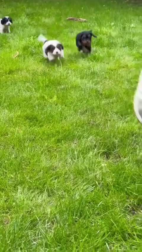 Cavapoo dogs for sale: Toy Cavapoo puppies  - Video 1