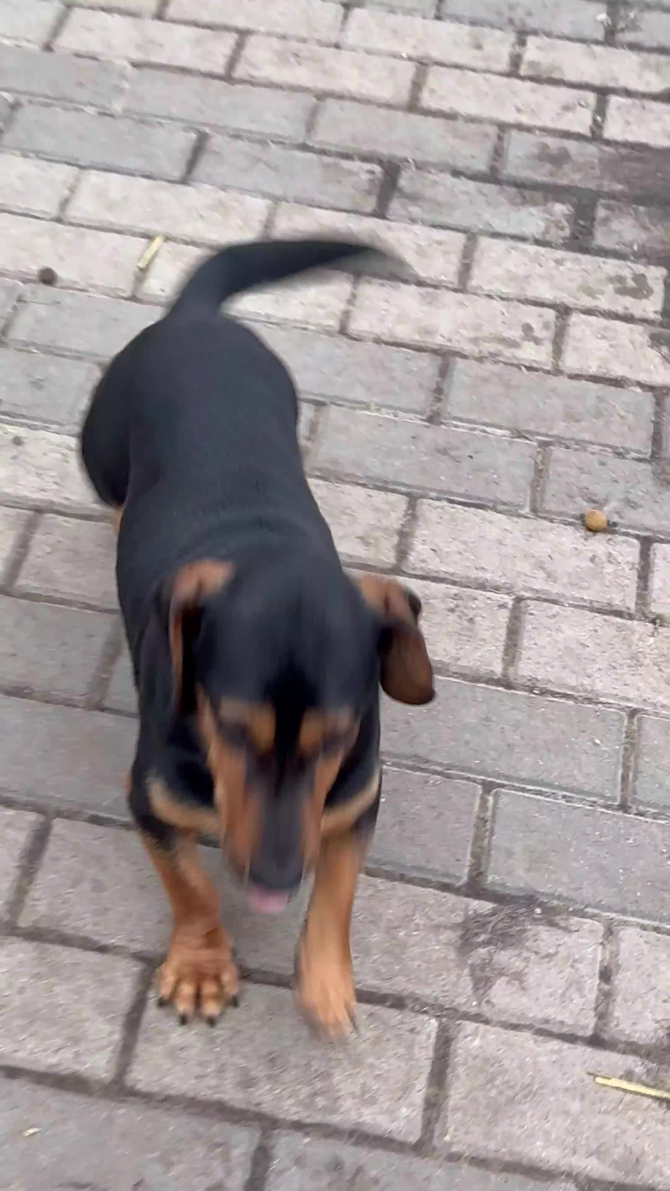 Mixed Breed dogs for adoption: SWEET Kitty Looking for LOVE - Video 2