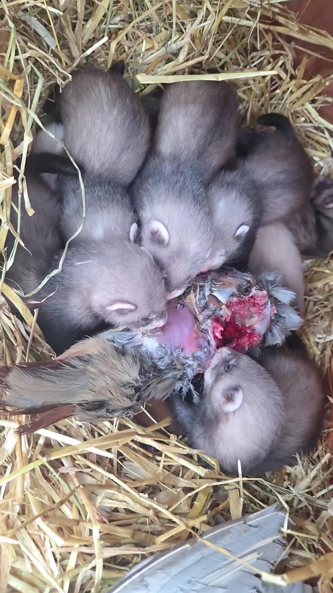 Ferret rodents for sale: Ferret kits  in Beith - Video 1