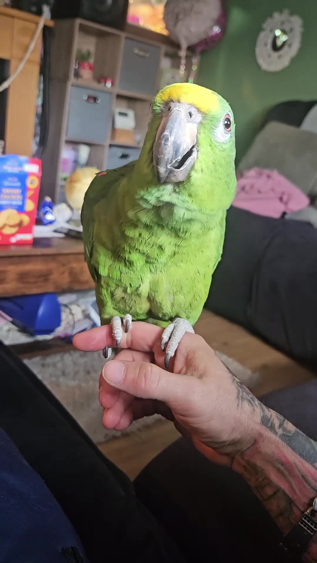 Parrots birds for sale: Amazon yellow crown parrot - Video 1