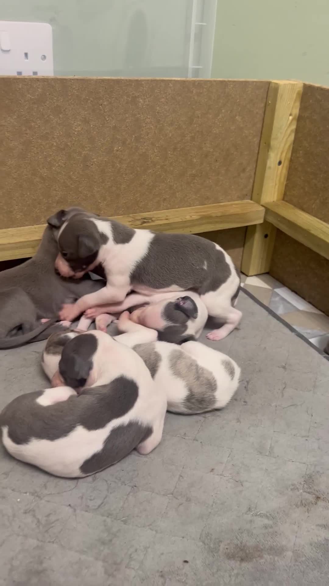 Whippet dogs for sale: ⭐️ KC Whippet pups blue and white. ⭐️ - Video 1