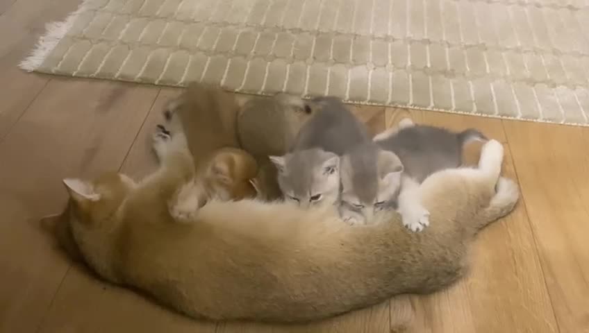 British Shorthair cats for sale: British Shorthair Golden kitten GCCF - Video 4