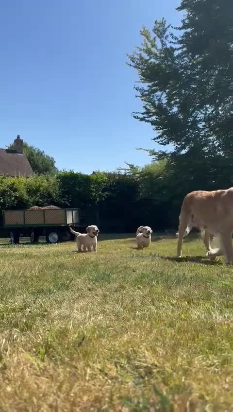 Golden Retriever dogs for sale: ⭐️Fantastic⭐️KC Reg Puppy⭐️Healthy Golden Ret - Video 1