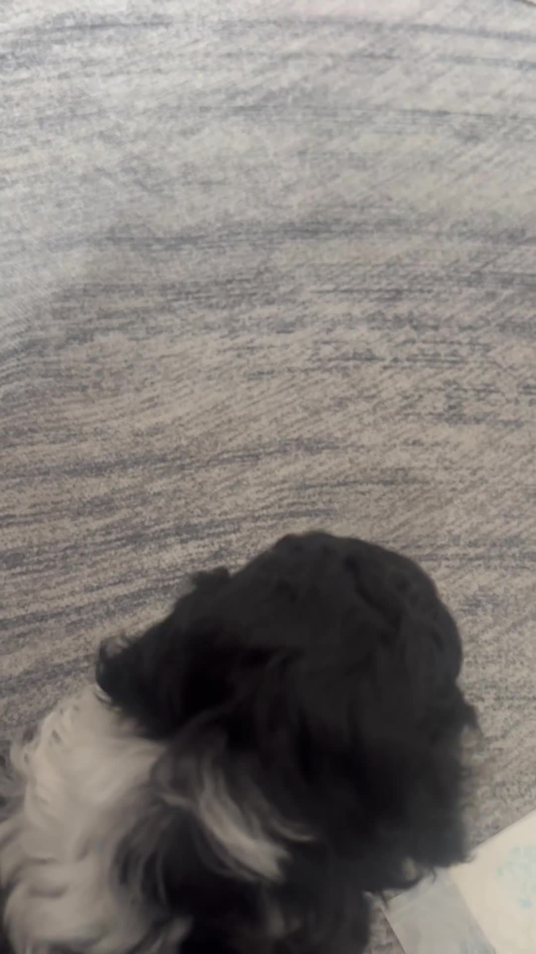 Jackapoo dogs for sale: Jackapoo’s - Video 3